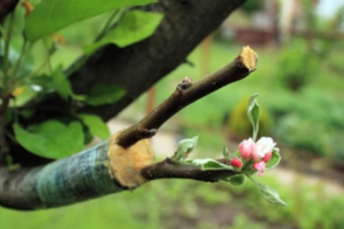 Nieuw in onderzoek: ICAR7